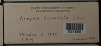 Arcyria denudata image